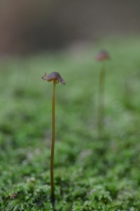 Scrawny mushrooms - Atmospheric inspiration